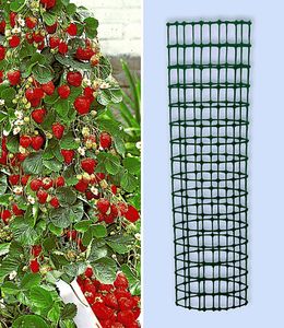 BALDUR-Garten Kletter-Erdbeere 'Hummi®' und Dekorativer Rankturm;1 Set Erdbeere mit Rankhilfe, schnellwachsende Klettererdbeeren, selbstfruchtend, winterhart, extra lange & starke Ranken, blühend