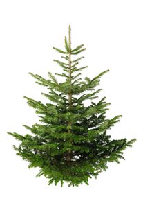 Weihnachtsbaum Nordmanntanne Christbaum echt Tannenbaum S-XXL Tanne 80 - 175, Weihnachtsbäume Maße:150 - 175 cm
