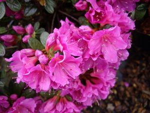 Japanische Azalee Multiflorum Rosa - Rhododendron obtusum Multiflorum Rosa - 30-40cm