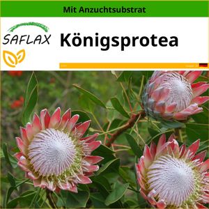 SAFLAX - Königsprotea - Protea cynaroides - 5 Samen - Mit keimfreiem Anzuchtsubstrat