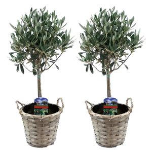 Plant in a Box - Olea Europaea - 2er Set - Olivenbaum auf Stamm im Korb - Topf 14cm - Höhe 50-60cm
