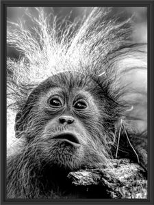 Lustiger Baby Orang-Utan mit Rinde, Monochrome im Schattenfugen Bilderrahmen / Format: 80x60 im Schattenfugen-Bilderrahmen / Kunstdruck auf hochwertigem Galeriekarton / hochwertige Leinwandbild Alternative