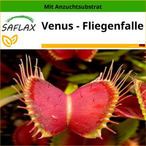 SAFLAX - Venus - Fliegenfalle - Dionaea muscipula - 10 Samen - Mit keimfreiem Anzuchtsubstrat