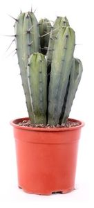 Kaktus od Botanicly - Myrtillocactus geometrizans - Výška: 35 cm