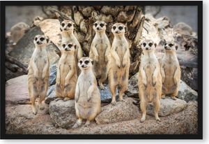 Lustige Erdmännchen Poster im Bilderrahmen / Format: 80x60cm / Kunstdruck gerahmt