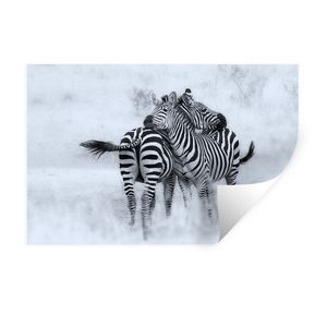 Wandaufkleber - Kuschelige Zebras - 120x80 cm - Repositionierbar