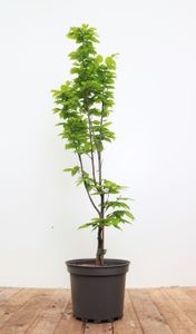 Hainbuche 'Lucas' Carpinus betulus C5 60-80cm, Heckenpflanze, Pflegeleicht