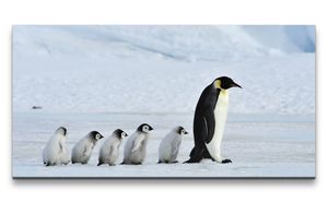 Leinwandbild 120x60cm Kaiserpinguine Pinguine Babys Süß Flauschig