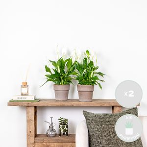 2x Spathiphyllum \'Torelli\' - Friedenslilie - Zimmerpflanze - Luftreinigend – ⌀12 cm - ↕35-45 cm