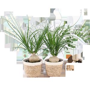 Zimmerpflanzen von Botanicly – 2 × Elefantenfuß in dekorativem Übertopf als Set – Höhe: 45 cm – Beaucarnea recurvata