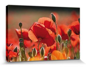 Mohnblumen Poster Leinwandbild Auf Keilrahmen - Rote Mohnblumen, Blüten Und Knospen (20 x 30 cm)