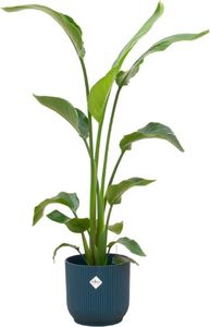 Oferta łączona - rajski kwiat Nicolai w tym elho Vibes Fold doniczka okrągła niebieska Ø22 - 120 cm