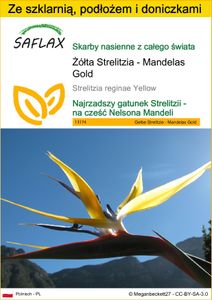 SAFLAX - Zestaw do uprawy - Żółta Strelitzia - Mandelas Gold - 4 Nasiona - Z mini szklarnią, podłożem uprawowym i 2 doniczkami - Strelitzia reginae Yellow