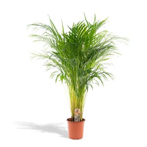 Hello Plants | Areca palm - Goldpalme/Dypsis Lutescens - 110cm  hoch, 21Ø - Zimmerpflanze - Ohne Korb