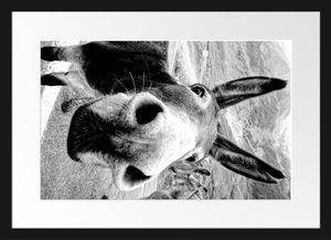Lustiger Esel auf Straße in den Bergen, MonochromeBilderrahmen mit Galerie-Passepartout / Format: 55x40cm / gerahmt / hochwertige Leinwandbild Alternative