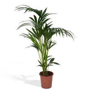 Kentia-Palme (Howea forsteriana) – Zimmerpflanze – Ø22cm – 120 cm hoch – Luftreinigend & Pflegeleicht
