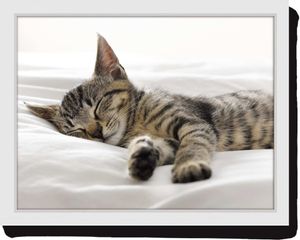 KitchenCraft Knietablett mit Kissen Sleeping Kitten 44 x 33 Tablett Kätzchen