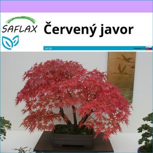 SAFLAX - červený javor - Acer rubrum - 20 Semená