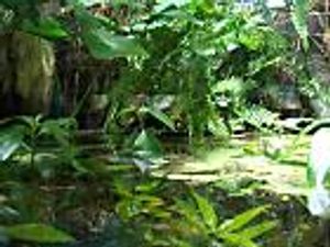 Pflanzenset für Regenwald Paludarium Terrarium