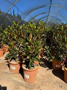 Slnečný strom - Magnolia Grandiflora 'Alta' 110-120 cm - mrazuvzdorný