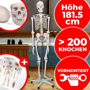 Anatomie Skelett - Schutzabdeckung, Lehrgrafik Poster, Standfuss mit Rollen, lebensgroß, 180 cm - menschliches