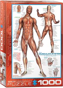 Anatomie - Die menschliche Muskulatur 1000 Teile Puzzle Format 68x48 cm