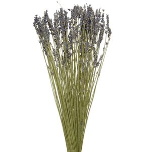 Trockenblumen Strauß Lavendel 50cm violett 1 Bund