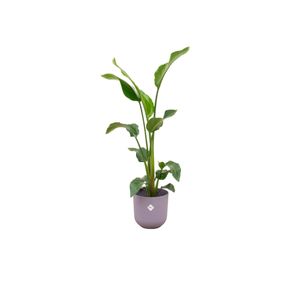 Combi Deal - Strelitzia Nicolai Inclusief Elho Jazz Round Lila Ø23 - 100 Cm