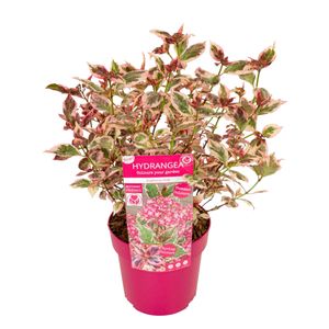 Plant in a Box - Hydrangea serrata 'Euphorbia Pink' - Hortensie – Topfgröße 19 cm – Höhe 40–50 cm
