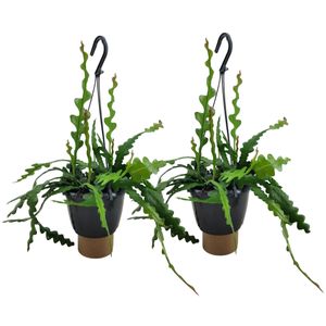 Plant in a Box - Epiphyllum Anguliger - 2er Set - Fischgrätenkaktus - Flegeleichte Zimmerpflanze - Echte Blühende Succulent - Topf 15cm - Höhe 30-40cm