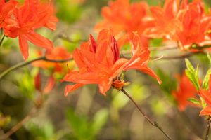 Rhododendron mollis x sinensis, Azalee, 40–50 cm, gelb-orange Blüten
