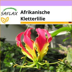 SAFLAX - Afrikanische Kletterlilie - 15 Samen - Gloriosa rothschildiana