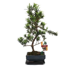 Bonsai cis pospolity - Podocarpus macrophyllus - ok. 6 lat