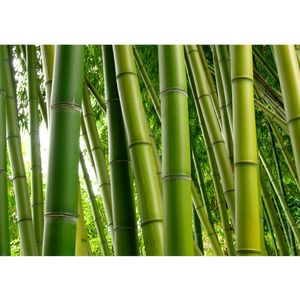 Fototapete Paradies of Bamboo Bambus Tapete Bambus Wald Bambuswald Dschungel Garten Natur tropisch Bäume grün | no. 75, Größe:200x280 cm, Material:Fototapete Vlies - PREMIUM PLUS