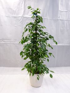 [Palmenlager] - XL Ficus benjamini "Exotica" 150 cm // Zimmerpflanze