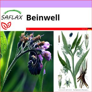 SAFLAX - Beinwell - Symphytum officinale - 15 Samen