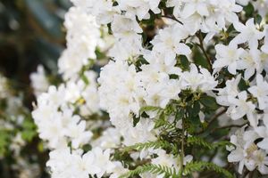 Rhododendron 'Schneesturm' - Japanische Azalee C2 25-30cm Winterhart