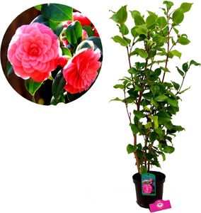 Camellia japonica 'Dr King' Japanische Rose - Höhe +110cm - 2 Liter Topf
