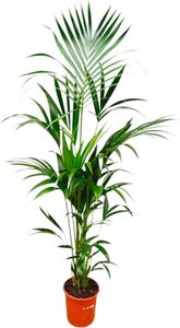 Everyplants Kentia-Palme - 180 cm, ⌀24 cm