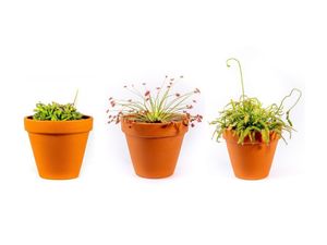 Gardners Drosera mix, priemer 9 cm