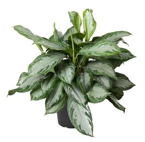 Grünpflanze – Kolbenfaden (Aglaonema Silver Bay) – Höhe: 60 cm – von Botanicly