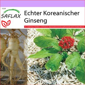 SAFLAX - Heilpflanzen - Echter Koreanischer Ginseng - 10 Samen - Panax ginseng