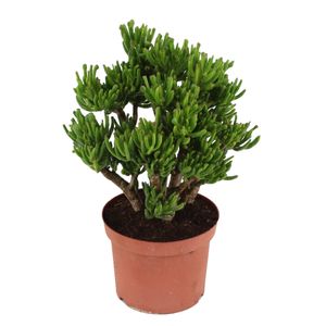 Plant in a Box - Crassula ovata 'Hobbit' L - Zimmerpflanze - Sukkulente - ⌀ 23 cm - Höhe 45-50 cm