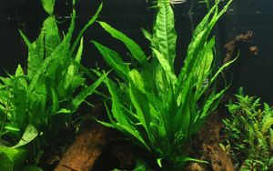 Aquarium Pflanze Microsorum pteropus Javafarn auf Wurzel Tropica Nr.008 YWS