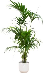 Kentiapalme - Forstersche Kentia - Zimmerpflanze -  Ø30cm - ↨180cm + Topf Vibes Fold Weiß
