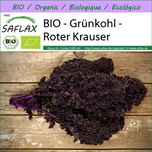 SAFLAX -- Grünkohl - Roter Krauser - 50 Samen - Brassica oleracea