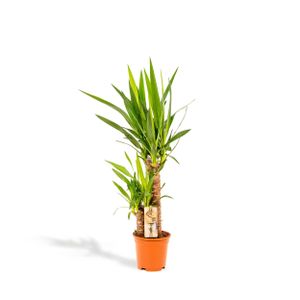 Yucca - Palmlilie - 90 cm hoch, ø17cm - Pflegeleichte Zimmerpflanzen - Tropische Palme - Luftreinigend - Frisch aus der Gärtnerei