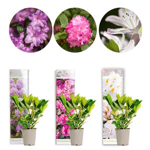 3x Rhododendron Mix – Rhododendron – Strauch – Immergrün – ⌀09 cm - ↕15-20 cm