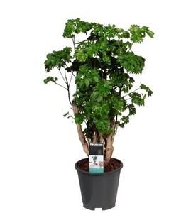 Grünpflanze – Fiederaralie (Polyscias Roble) – Höhe: 60 cm – von Botanicly