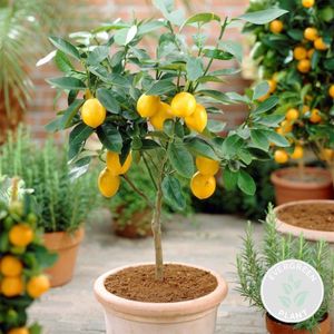 Citrus limon - Zitronenbaum - Obstbaum - Immergrün - ⌀19 cm - ↕60-70 cm
